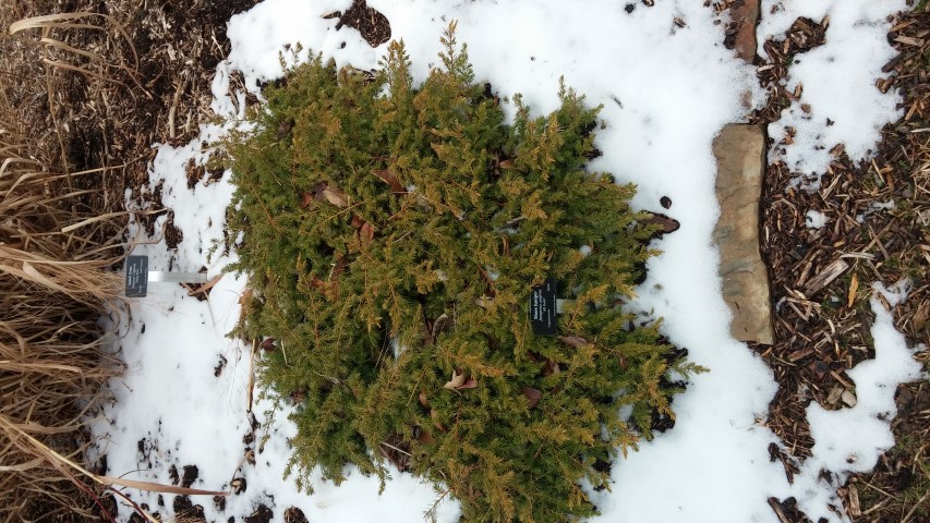 Juniperus conifera plantplacesimage020140305_171828.jpg