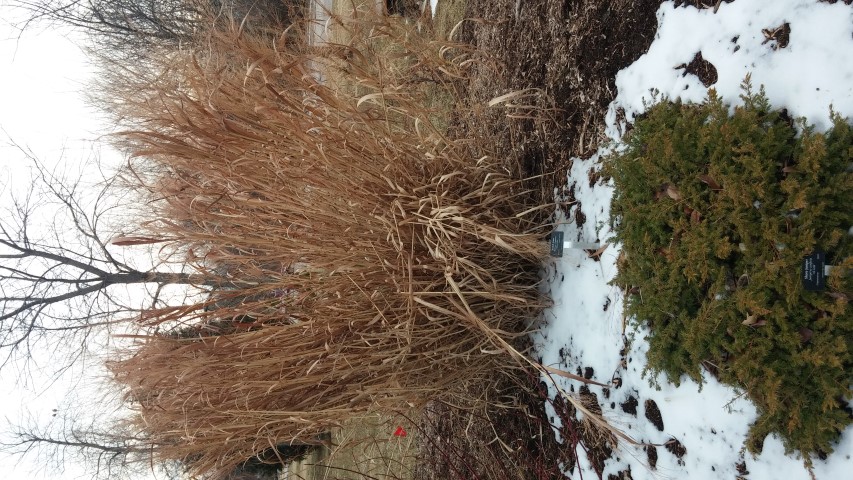 Panicum virgatum plantplacesimage020140305_171923.jpg