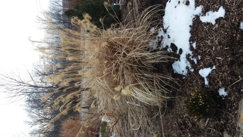 Miscanthus sinensis plantplacesimage020140305_172309.jpg