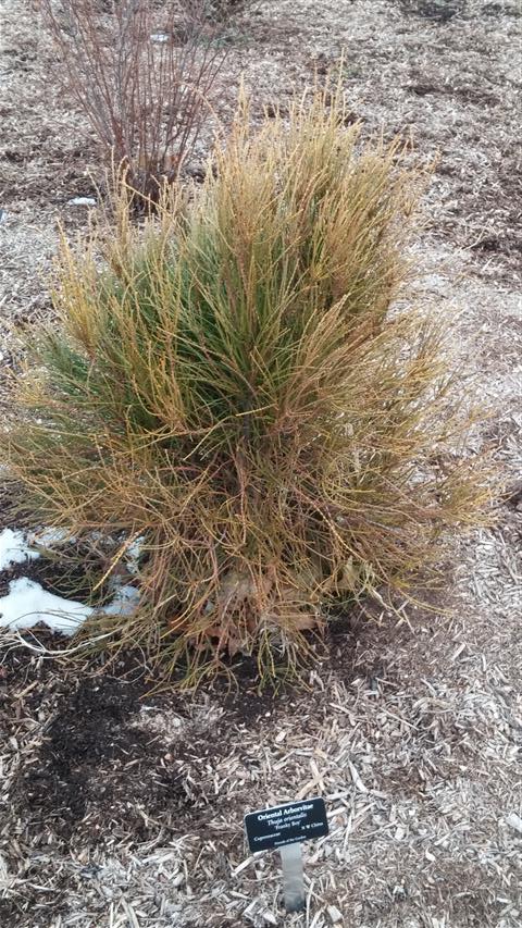 Thuja occidentalis plantplacesimage020140305_173930.jpg