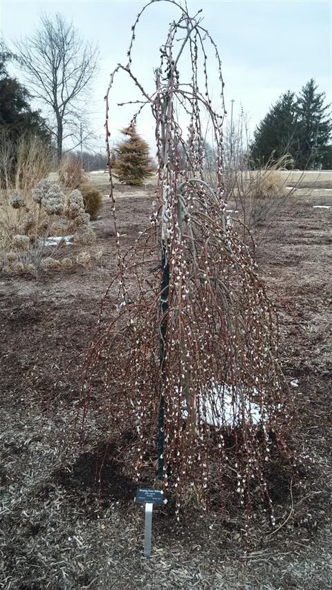 Salix caprea plantplacesimage020140305_174517.jpg