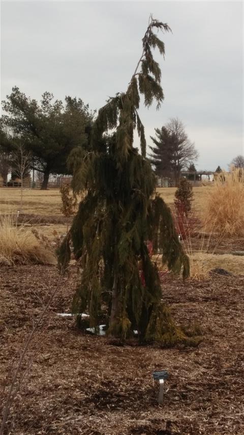 Chamaecyparis nootkatensis plantplacesimage020140305_174751.jpg