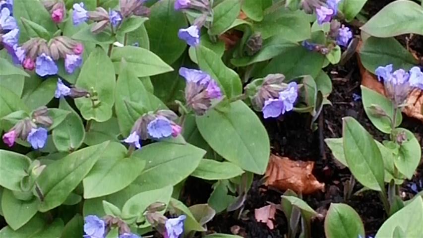 Pulmonaria angustifolia plantplacesimage020140317_211759.jpg