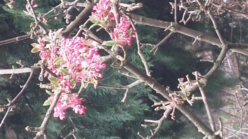 Viburnum grandiflorum plantplacesimage020140317_211942.jpg