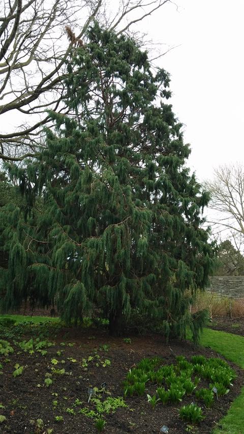 Juniperus recurva plantplacesimage020140317_212054.jpg