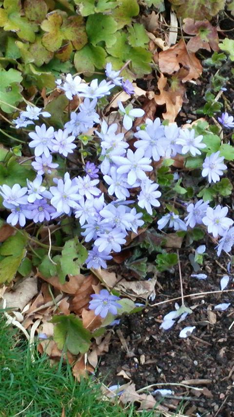 Hepatica transsilvanica plantplacesimage020140317_213033.jpg