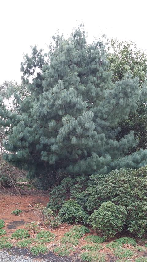 Pinus bhutanica plantplacesimage020140317_215250.jpg