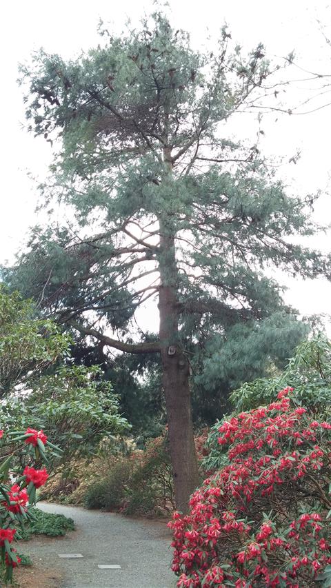 Pinus armandii plantplacesimage020140317_215518.jpg