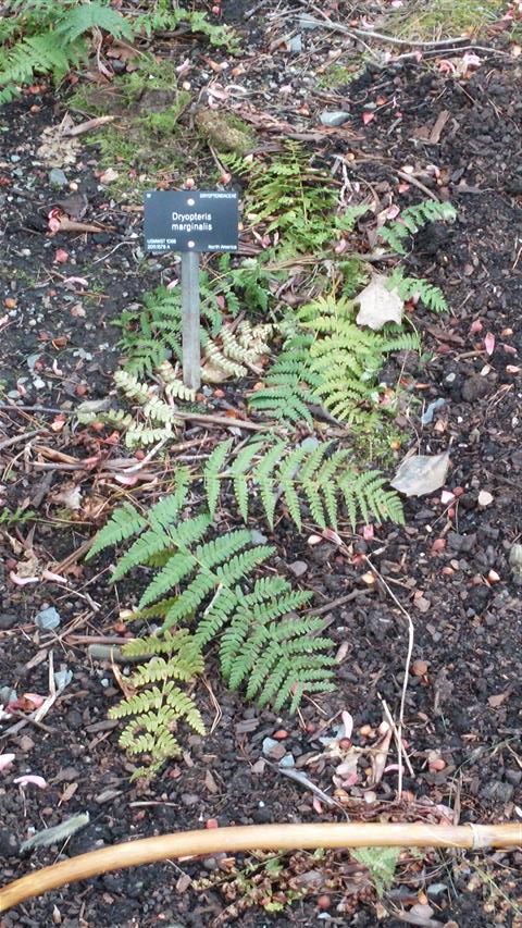 Dryopteris marginalis plantplacesimage020140317_215718.jpg