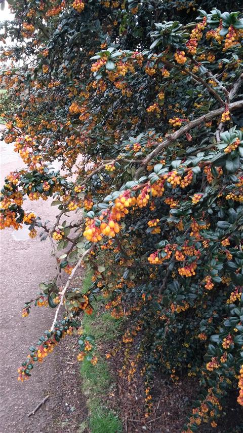 Berberis darwinii plantplacesimage020140317_221235.jpg