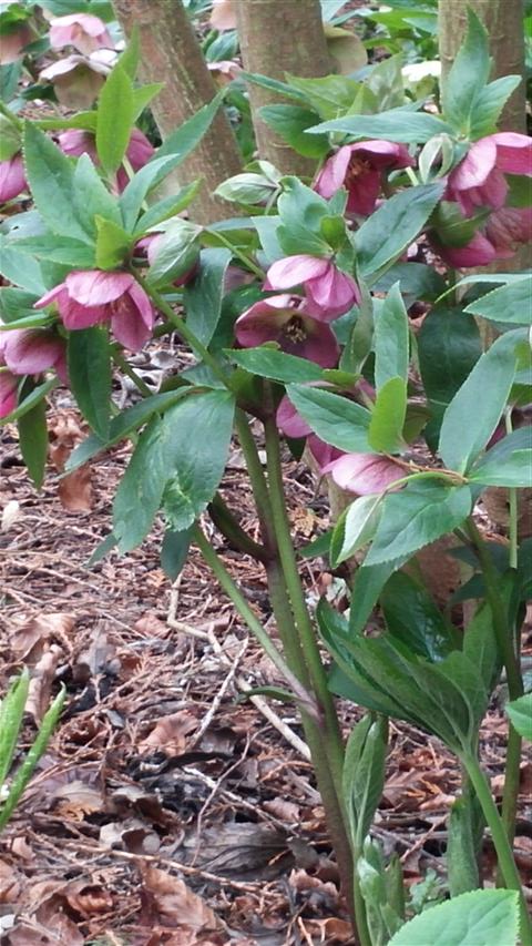 Helleborus orientalis plantplacesimage020140317_221936.jpg