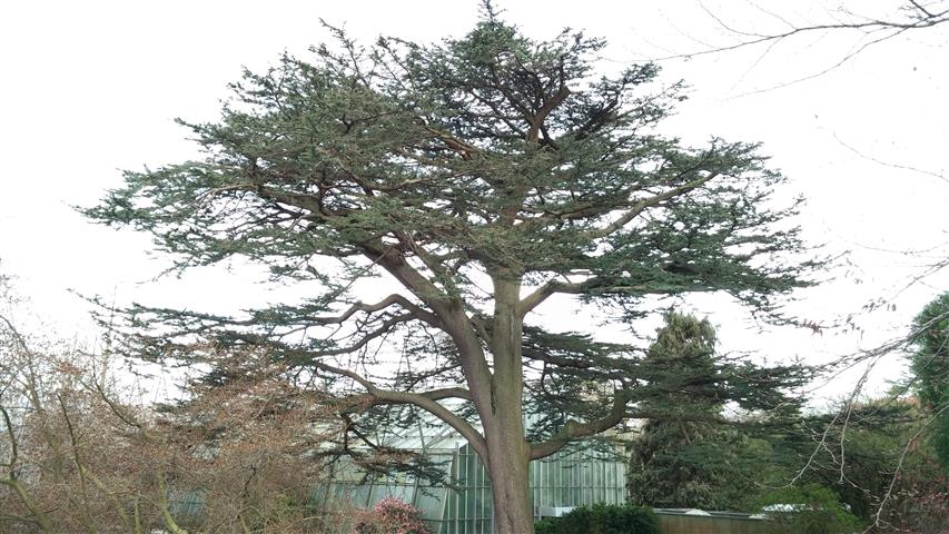 Cedrus libani plantplacesimage020140317_222220.jpg