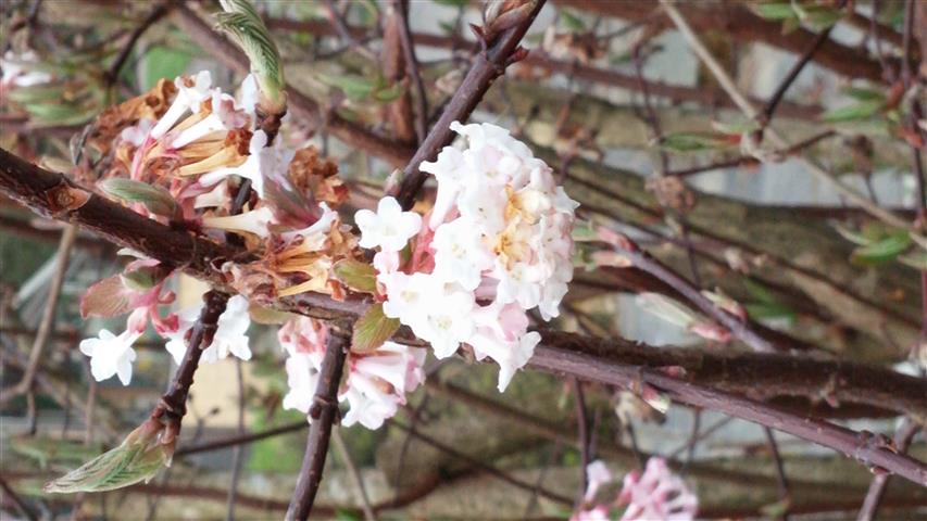 Viburnum x bodnatense plantplacesimage020140317_222645.jpg