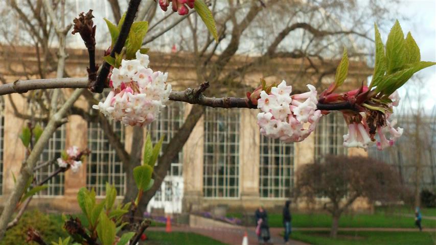 Viburnum grandiflorum plantplacesimage020140317_222850.jpg