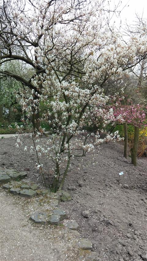 Amelanchier lamarkii plantplacesimage020140322_151247.jpg