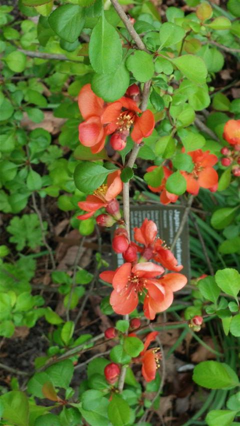 Chaenomeles japonica plantplacesimage020140322_151823.jpg