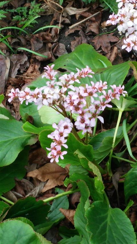 Bergenia crassifolia plantplacesimage020140322_152307.jpg