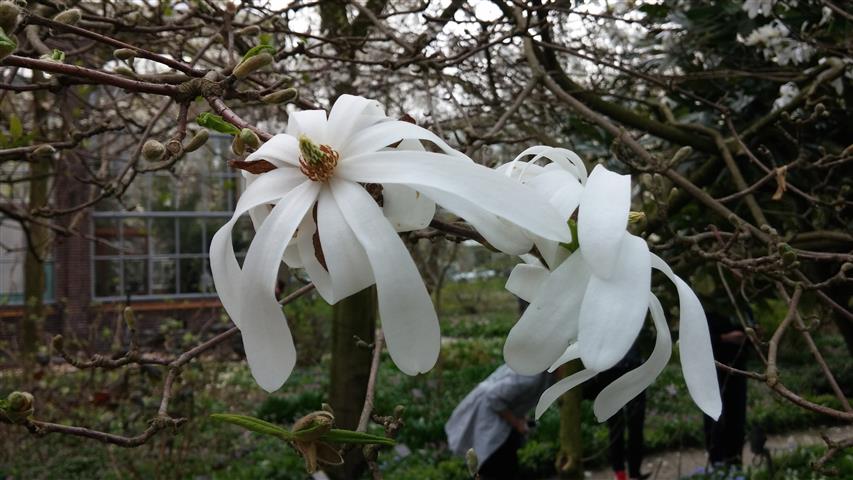 Magnolia stellata plantplacesimage020140322_152622.jpg