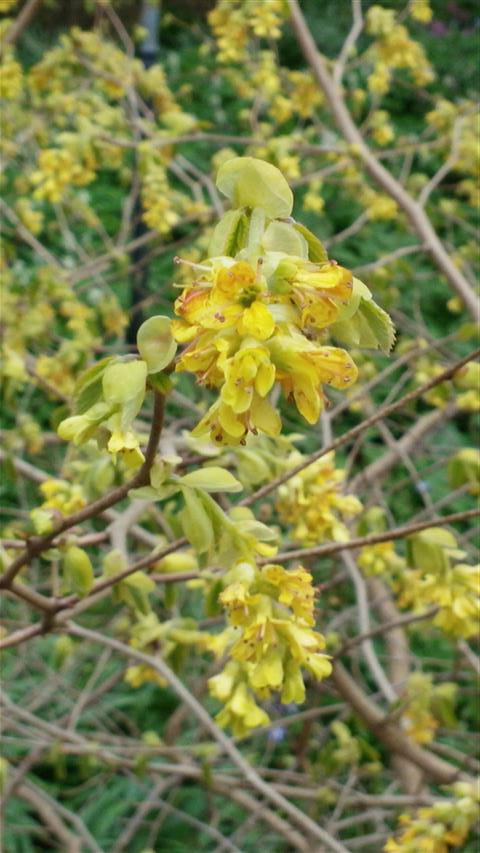 Corylopsis spicata plantplacesimage020140322_152750.jpg