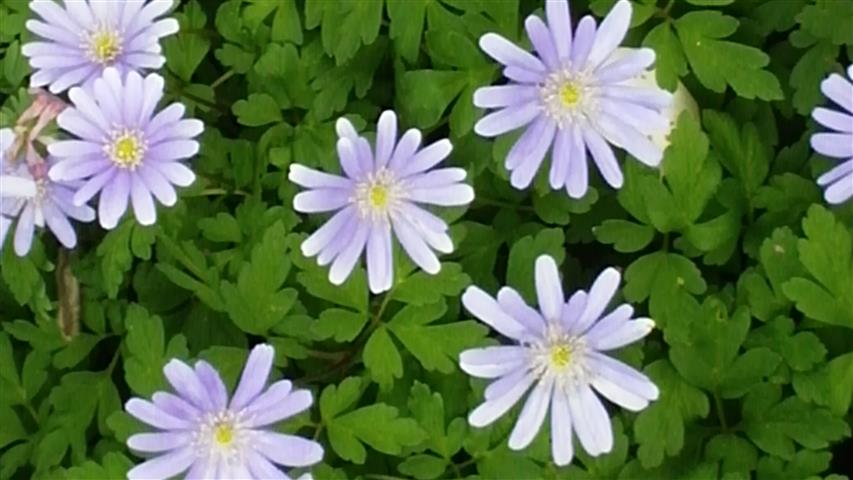 Anemone apennina plantplacesimage020140322_152952.jpg