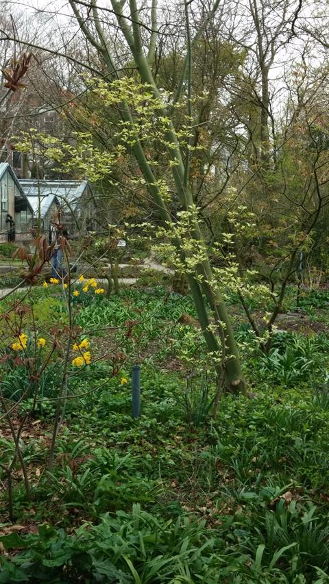 Acer tartaricum plantplacesimage020140322_153513.jpg