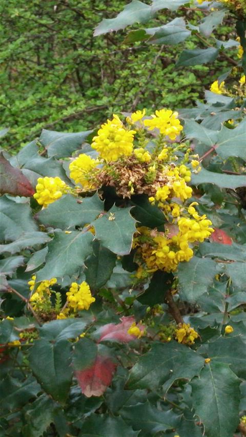 Mahonia pinnata plantplacesimage020140322_154401.jpg