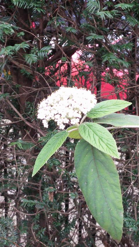 Viburnum buddleifolium plantplacesimage020140322_154936.jpg