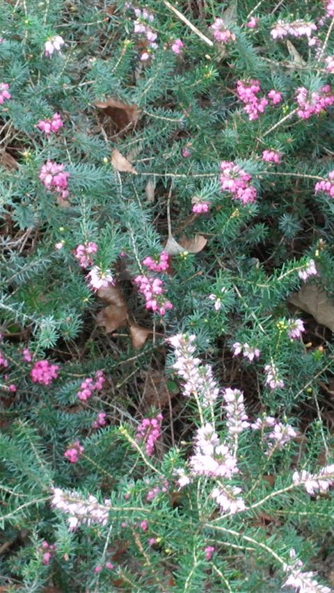 erica herbaceae plantplacesimage020140322_160649.jpg