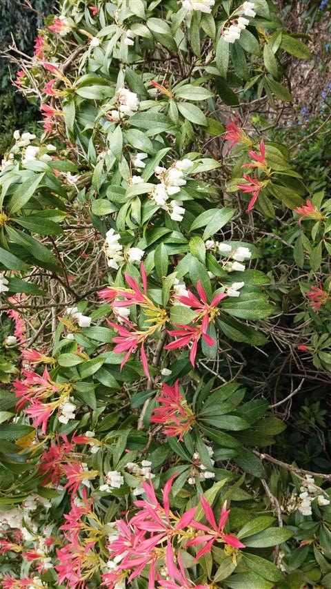 Pieris formosa plantplacesimage020140322_160856.jpg