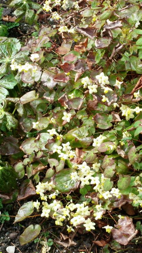 Epimedium davidii plantplacesimage020140322_161027.jpg