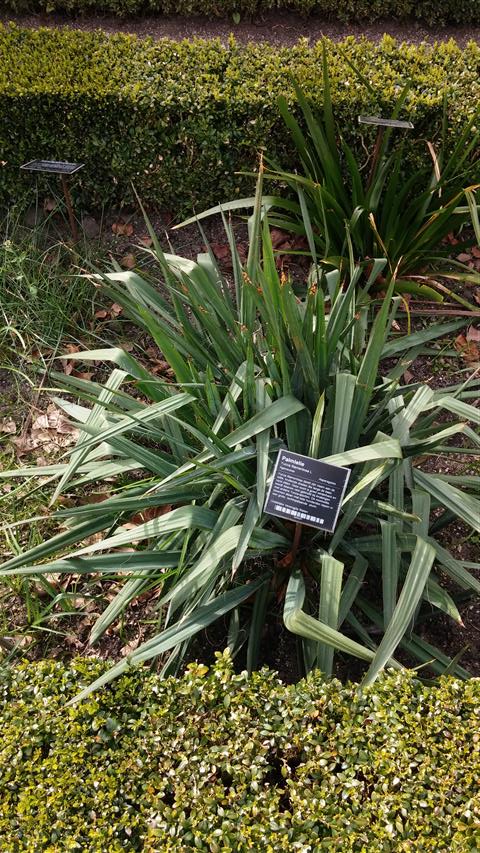 Yucca filamentosa plantplacesimage020140322_161749.jpg