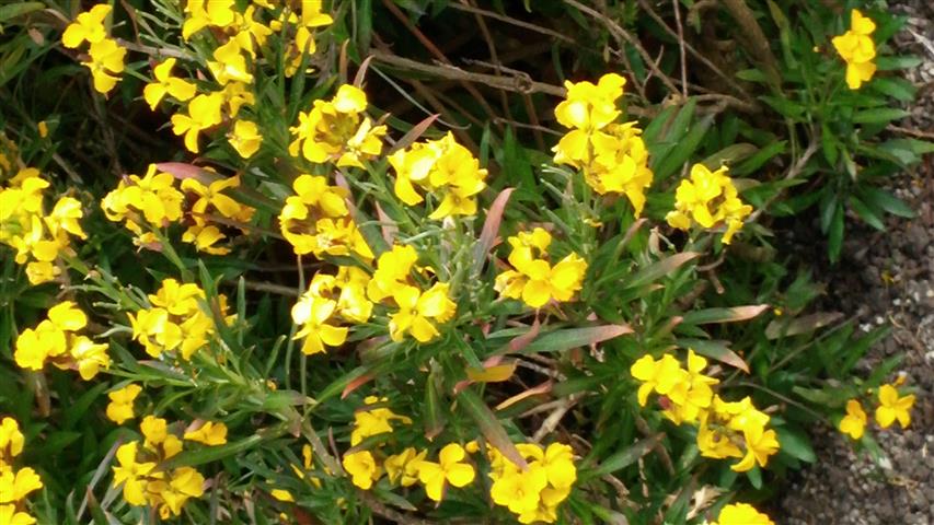 Erysimum cheiri plantplacesimage020140322_162007.jpg