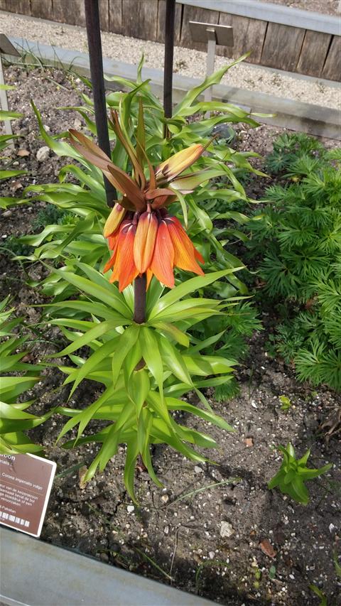 Fritillaria imperalis plantplacesimage020140322_162241.jpg