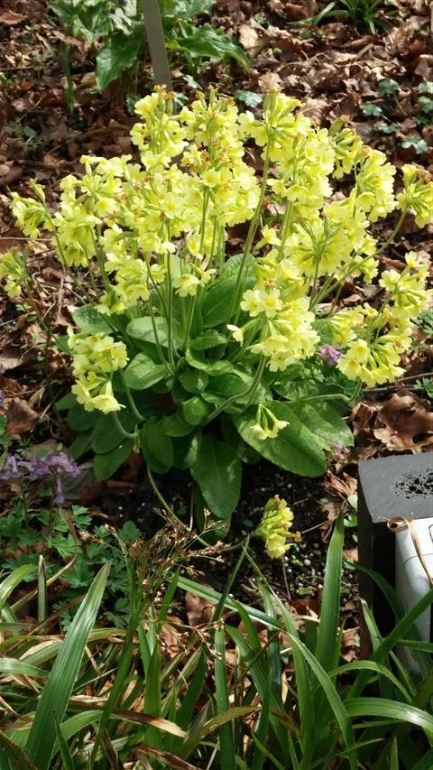 Lamium alum plantplacesimage020140322_163124.jpg