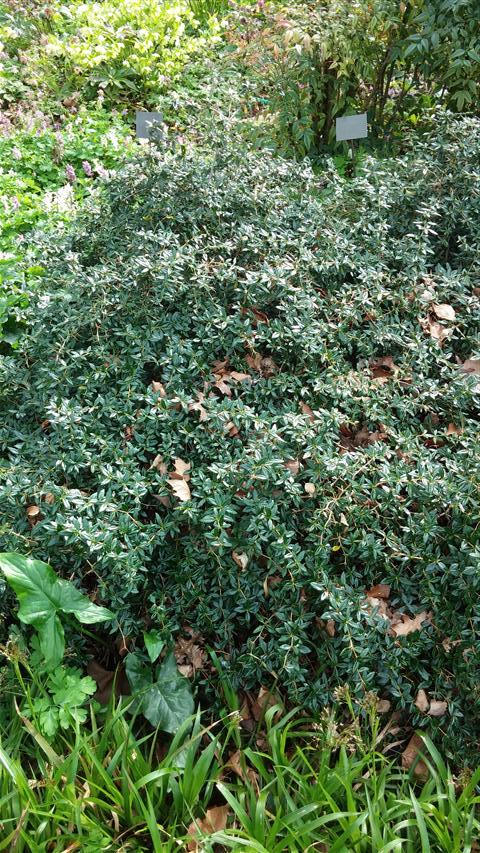 Berberis candidula plantplacesimage020140322_163232.jpg