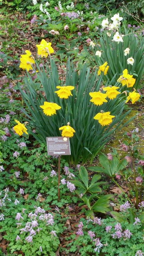 narcissus pseudonarcissus plantplacesimage020140322_163929.jpg