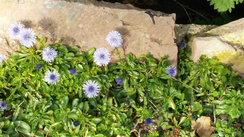 globularia trricosantha plantplacesimage020140322_165943.jpg