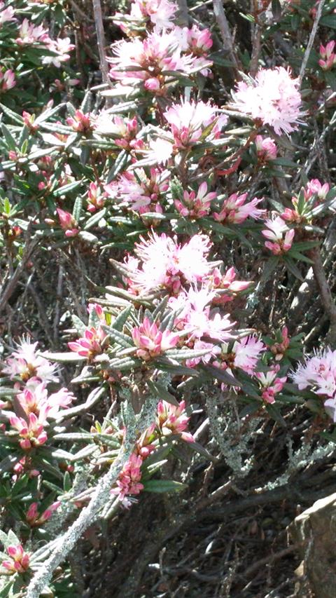 Rhododendron pubescens plantplacesimage020140323_105455.jpg