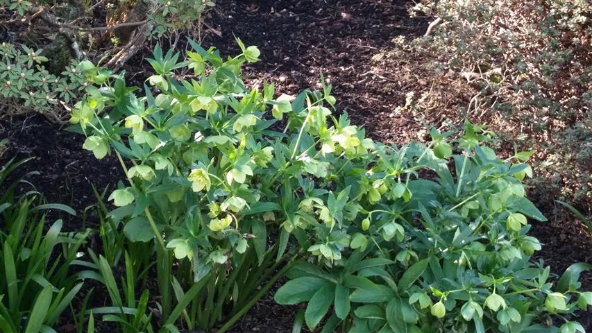 Helleborus cyclopyhyllus plantplacesimage020140323_110506.jpg