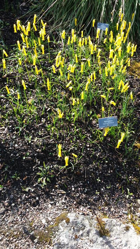 narcissus cyclamineus plantplacesimage020140323_111343.jpg