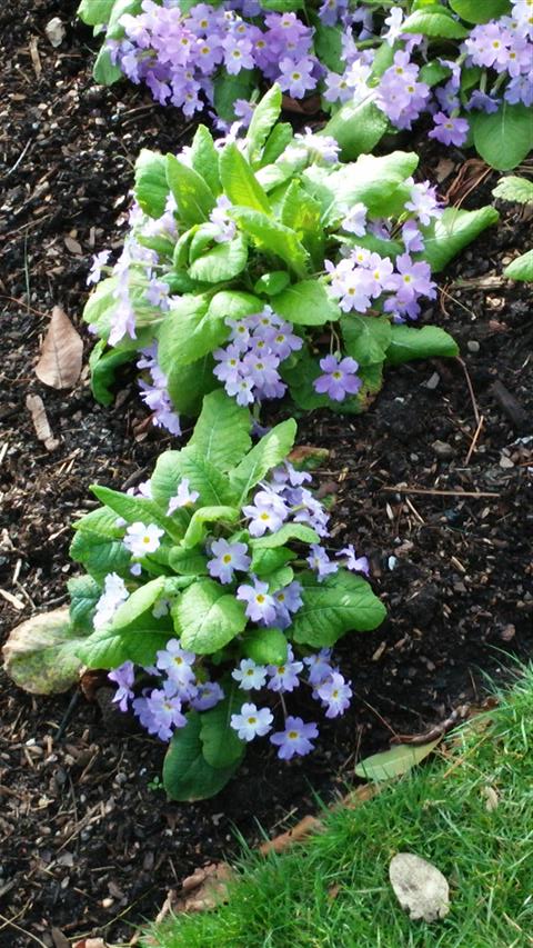 Primula vulgaris plantplacesimage020140323_115037.jpg