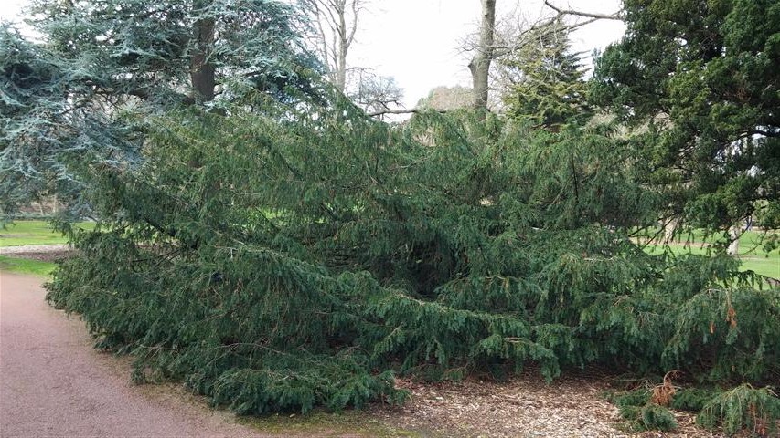 Taxus baccata plantplacesimage020140323_120032.jpg