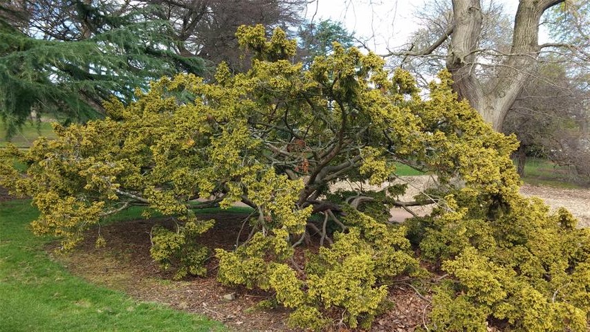 Taxus baccata plantplacesimage020140323_120309.jpg