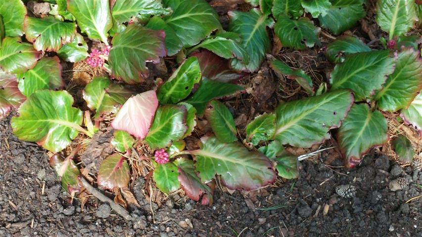 Bergenia spp plantplacesimage020140323_131327.jpg