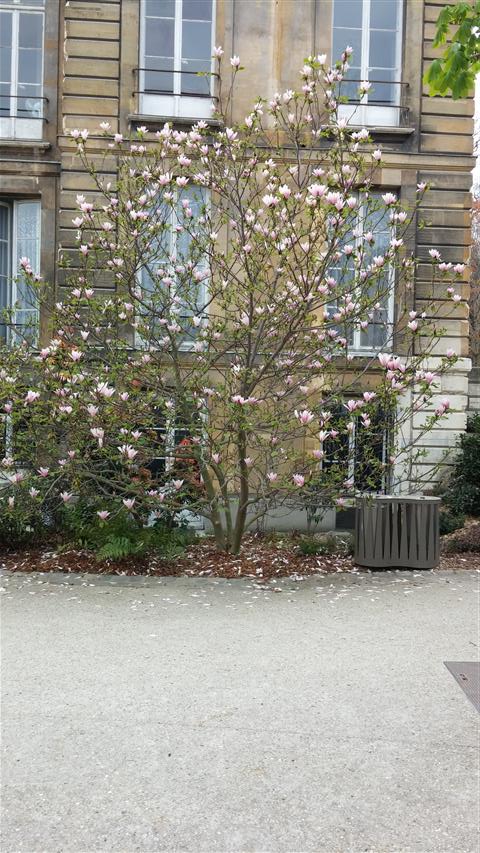 Magnolia x soulangeana plantplacesimage020140326_135205.jpg