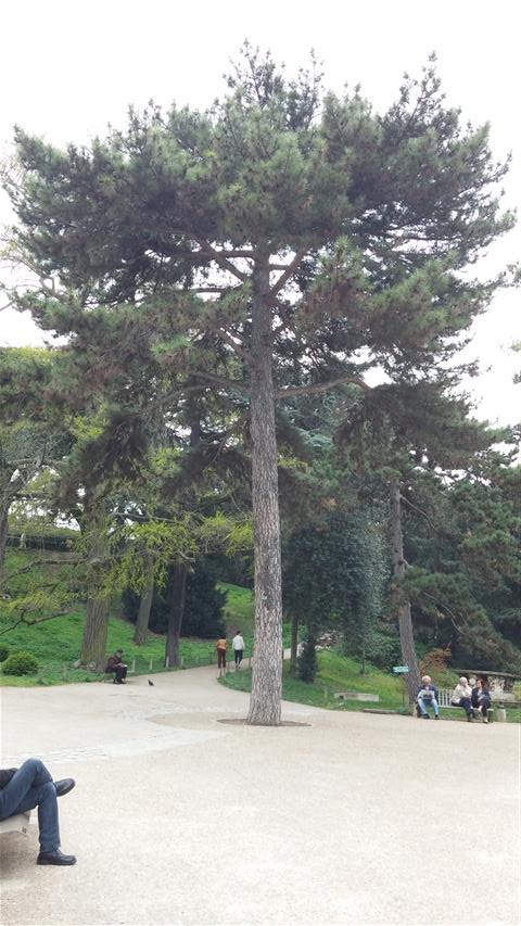 Pinus laricio plantplacesimage020140326_135652.jpg