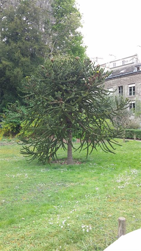 Araucaria araucana plantplacesimage020140326_140053.jpg