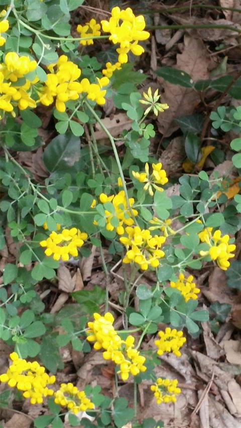 Coronilla valentina plantplacesimage020140326_142430.jpg