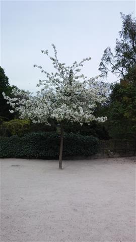 Malus x evereste plantplacesimage020140326_143629.jpg