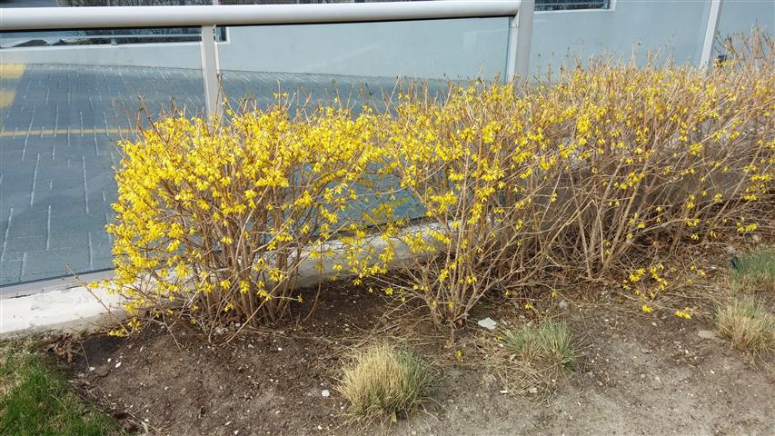 Forsythia x intermedia plantplacesimage020140428_181243.jpg